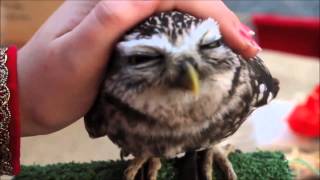 Cutest owl ever northern saw whet owl [upl. by Gwenni]