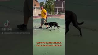 low level e collar indoors outdoors and then off leash [upl. by Aehtna]