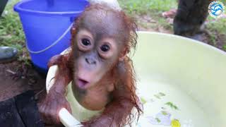 ORANGUTAN BABY SCHOOL [upl. by Enimassej]