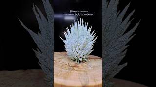 德K榛果x雨林AP Tillandsia ionantha HaselnussKK x APRFI Air Plants in Taiwan [upl. by Nesyla319]