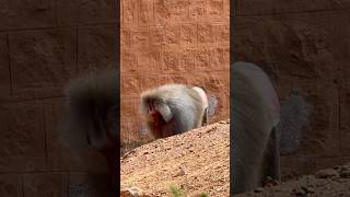 Hamadryas Baboon 🐒 youtubeshorts shortvideo animals travel shortsfeed [upl. by Ilse]