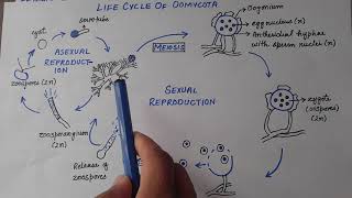 Oomycota  Life Cycle Of Phytophthora Infestans [upl. by Barsky]