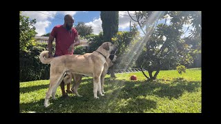 BIGGEST DOGS IN FLORIDA POSSIBLY IN THE UNITED STATES  MALAKLI  DOG TALLER THAN AN AVERAGE HUMAN [upl. by Gautious]