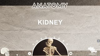 L1 Kidney and ureter Anatomy [upl. by Craw363]