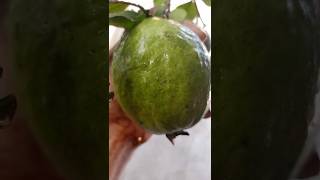 Amrod fruits guava my home garden viralvideo viralshorts trending love [upl. by Ritter707]