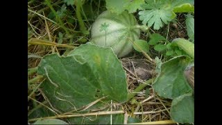 Des melons en Bourgogne [upl. by Nodnrb]