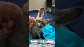 A bat eared fox was rescued and raised by kind hearted people animalshorts shortvideo [upl. by Ludvig]