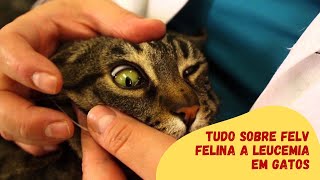 Tudo Sobre Felv Felina a Leucemia em Gatos [upl. by Enahpets]