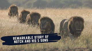 RISE AND FALL OF NOTCH COALITION OF MALE LIONS  THE NOTCH COALITION MINI DOCUMENTARY [upl. by Goulette]