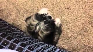 2 month Lhasa apso barking [upl. by Aitetel]