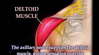 nerve injury of the upper and lower extremity complete easy review of nerve injuries [upl. by Fellows608]