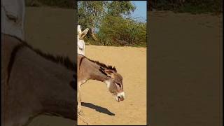 Donkeys animals gadha pets shorts youtubeshorts [upl. by Eimak]