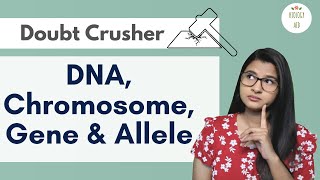 Difference between DNA Chromosome Gene amp Allele HINDI [upl. by Tsenre]