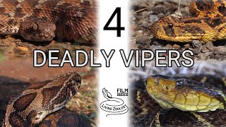 4 deadly vipers venomous snakes snakebite Terciopelo Puff adder Carpet viper Russells viper [upl. by Wallie362]