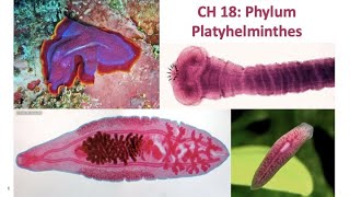 BL 252 Video 7 CH 18 Phylum Platyhelminthes [upl. by Houser375]