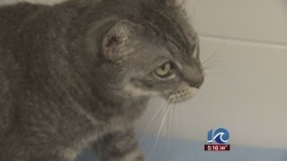 PETA responds to euthanizing 1600 pets in 2012 [upl. by Lull]