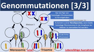 Genommutationen 33  Polyplodie Aneuploidie autosomale  gonosomale Genommutationen Genetik [upl. by Gereld462]