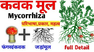 कवक मूल किसे कहते हैं।।माइकोराइजा क्या है what Is Mycorrhiza In Hindi [upl. by Llertnahs]