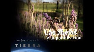 Canción divertida y pegajosa de abejita y polinización 🌻🌺🐝 cancion abejas polinización [upl. by Novaat406]