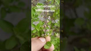 verticillaster inflorescence familyLabiatae shorts shortsvideo [upl. by Solnit59]