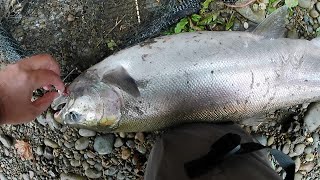 COHO Salmon Season End WA Coast fishing [upl. by Wilonah]