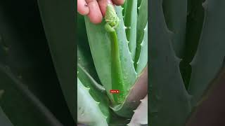 Aloe Vera Plant Care🌿Aloe Vera Flower🔥एलोवेरा✨एलोवेरा का पौधा कैसे लगाएं ashasgardenstoryshorts [upl. by Herries921]