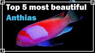 Top 5 most beautiful Anthias [upl. by Aisiram300]