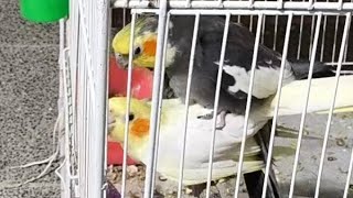 Cockatiels Mating Goes Very Hot [upl. by Frear]