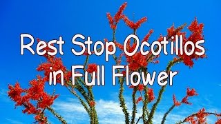 Amazing Ocotillo Plants in Full Flower in Arizona [upl. by Bathelda]