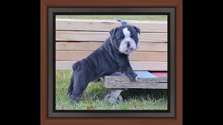 1030 DENNIS 5wks black trindle male dogbluffcom [upl. by Eenttirb]