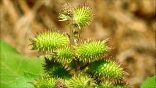 Common Cocklebur Xanthium strumarium San Diego California [upl. by Millwater]