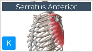 Serratus Anterior Muscle Function Origins  Human Anatomy  Kenhub [upl. by Nathanial]