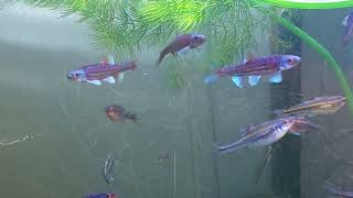 2024 Notropis chrosomus  przed tarłem w akwarium Rainbow shiners  before spawning in the tank [upl. by Steward856]