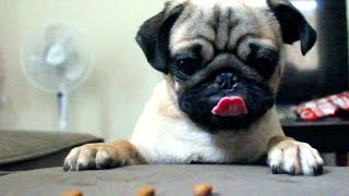 Watch this patient Pug get every last biscuit [upl. by Augustine572]