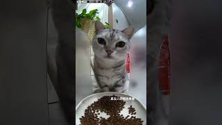 Cats With Manners Hilarious Kitty Eats with Both Paws [upl. by Marja]