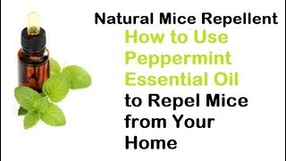 Natural Mice Repellent How to Use Peppermint Essential Oil to Repel Mice from Your Home [upl. by Aimaj469]