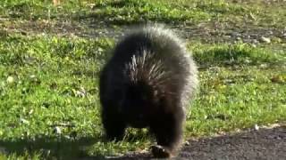 Porcépic  Porcupine  PN Forillon  Gaspésie  Canada [upl. by Loux124]