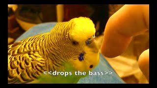 Talking Parakeet Budgie Talks Nonstop Captioned [upl. by Ylelhsa]