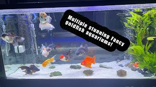 BEAUTIFUL Fancy goldfish aquariums  Rate my tank [upl. by Edric]