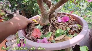 Bougainvillea With Two Branches That Produced Two Different Color Of Bracts [upl. by Katz432]