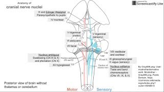 Anatomy of Cranial Nerve Nuclei [upl. by Nniroc889]