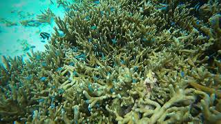 Snorkeling from overwater cabana Club Med Kani Maldives June 30 2024 [upl. by Arlynne]