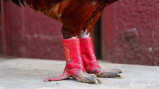 rooster in red boots [upl. by Clementia]