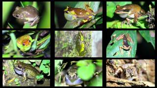 An Array of Frogs Calling in the Peruvian Amazon [upl. by Nonez834]