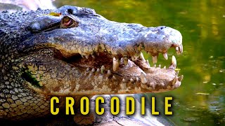 Crocodile  Alligator  Nature  Wild Life [upl. by Yrocal]