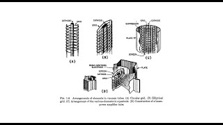 Importance of a stable regulated vacuum tube screen grid voltage in a pentode configured amplifer [upl. by Shriner]