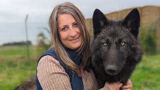 Miyax Lupine Wolfdogs  Once in a lifetime puppies [upl. by Eirek614]