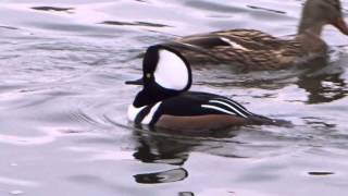 Hooded Merganser Sound [upl. by Thorma463]