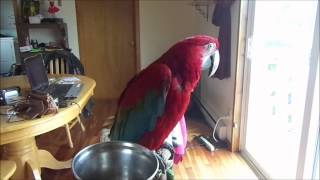 Cute Greenwing Macaw Parrot Singing Happy Birthday [upl. by Eastlake]