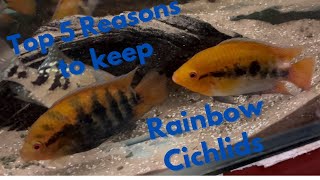 Top 5 Reasons to keep Rainbow Cichlids [upl. by Anikehs]